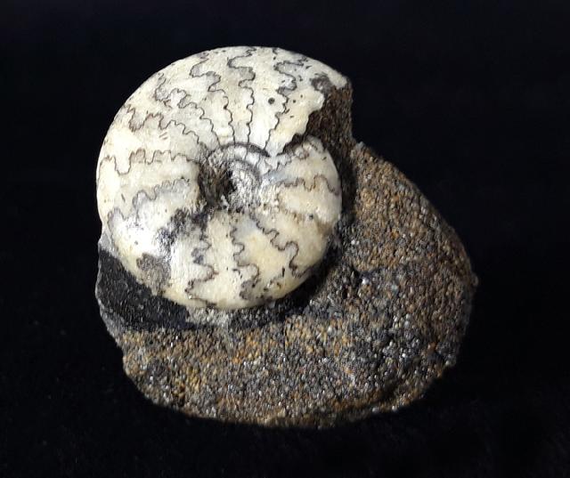 Craspedites nodiger (EICHWALD 1865) - Bild © FossNet FossilienStore